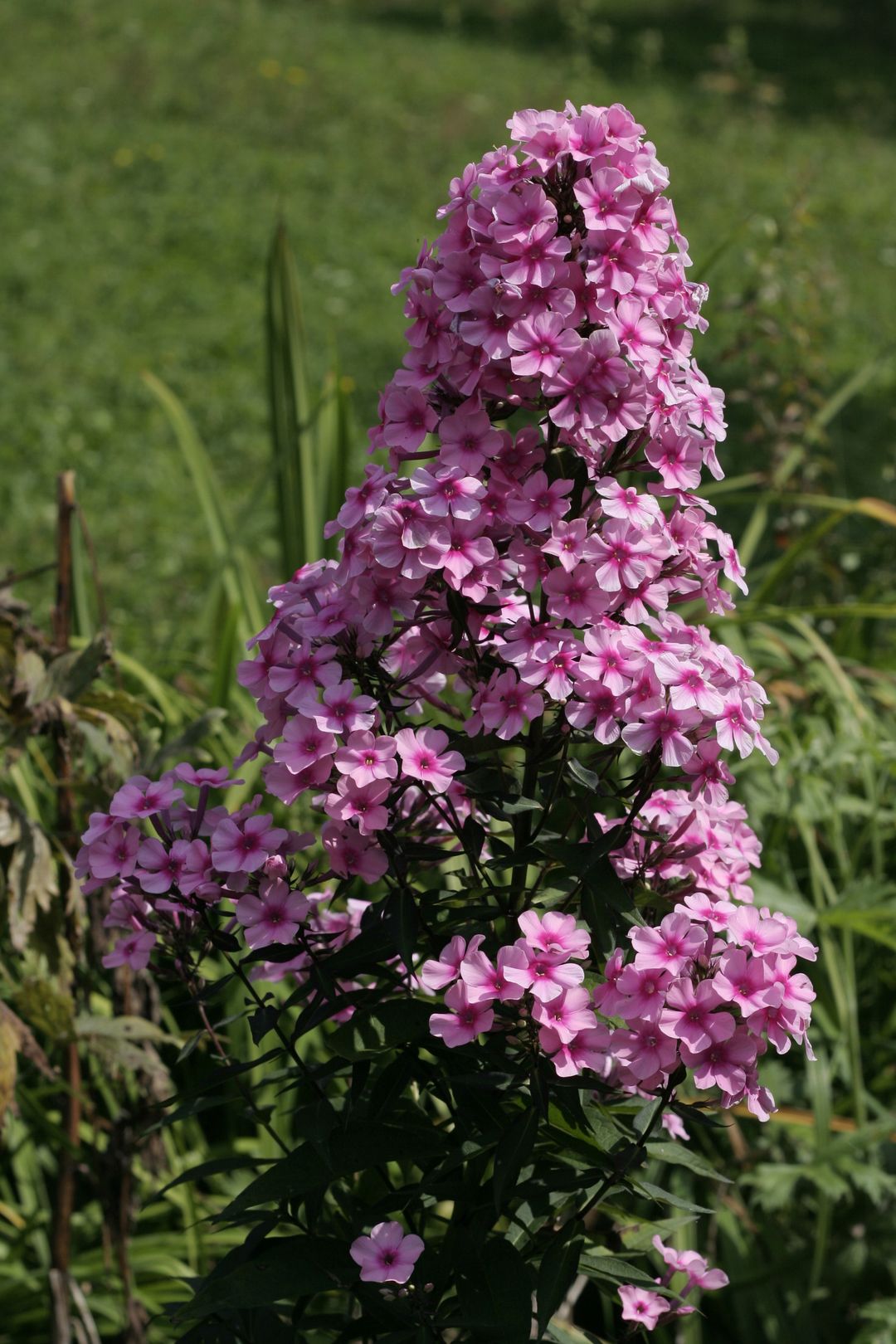 Phlox_paniculata-MISS PEPPER (3)