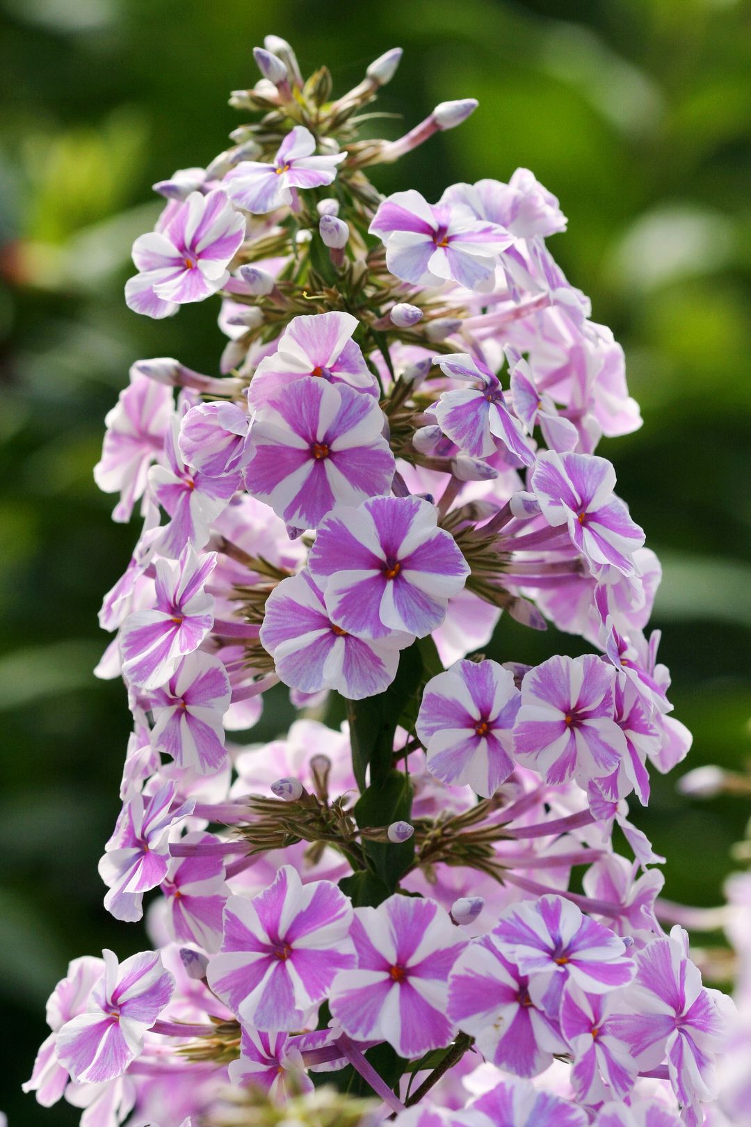 Phlox_paniculata-NATASHA (1)