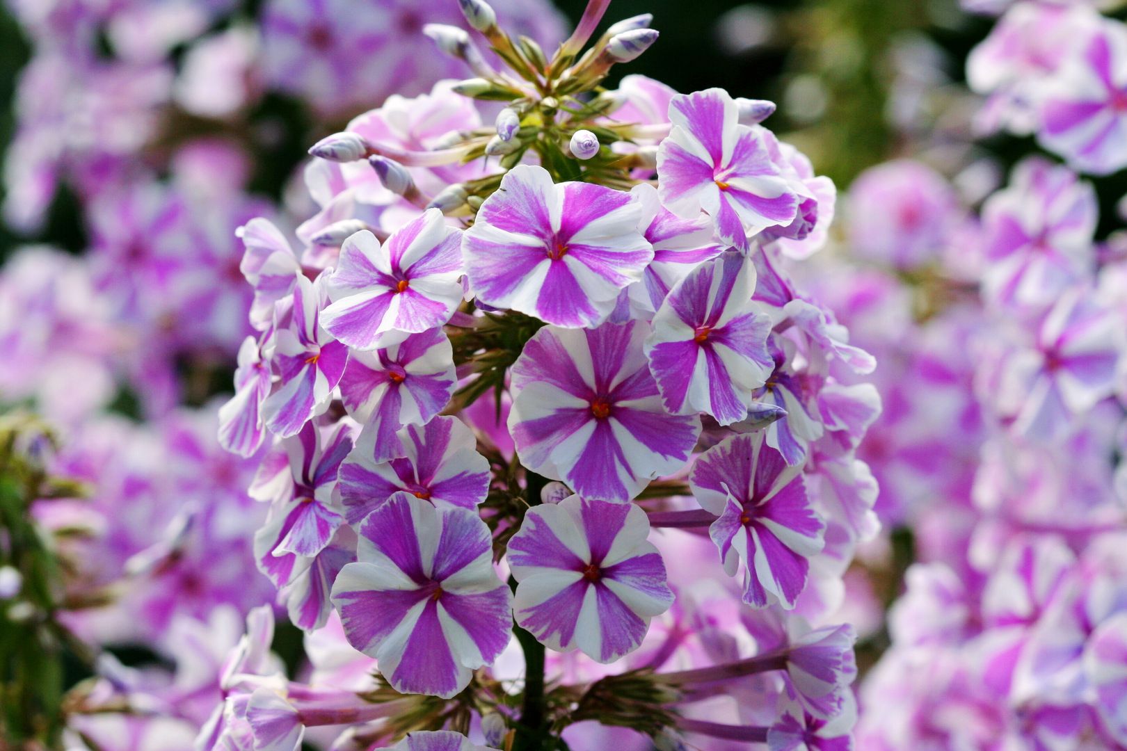 Phlox_paniculata-NATASHA (4)