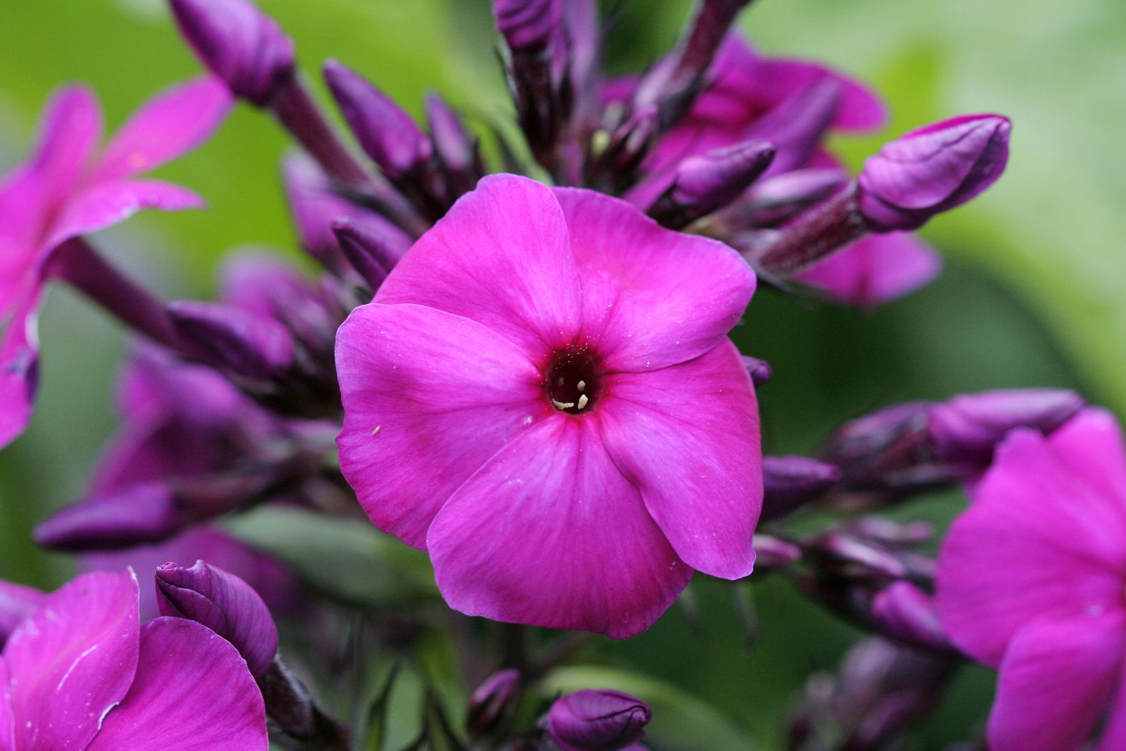 Phlox_paniculata-NICKY (1)