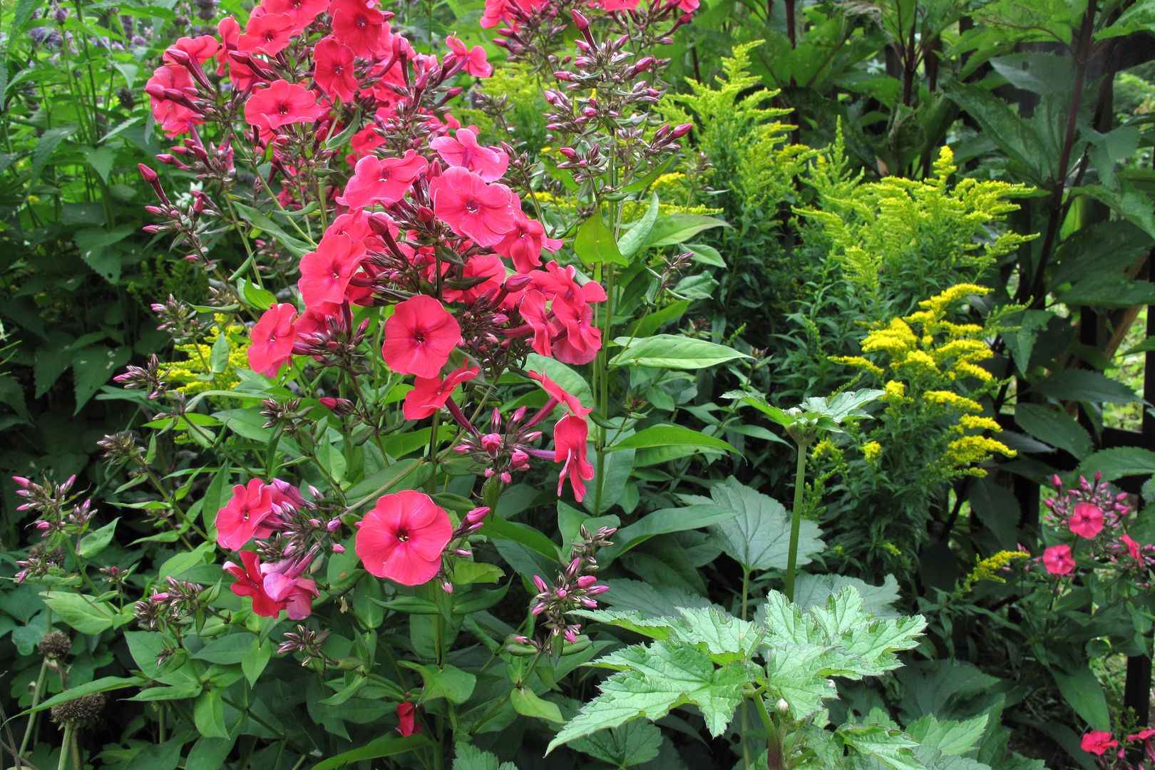 Phlox_paniculata-RED RIDDING HOOD (2)