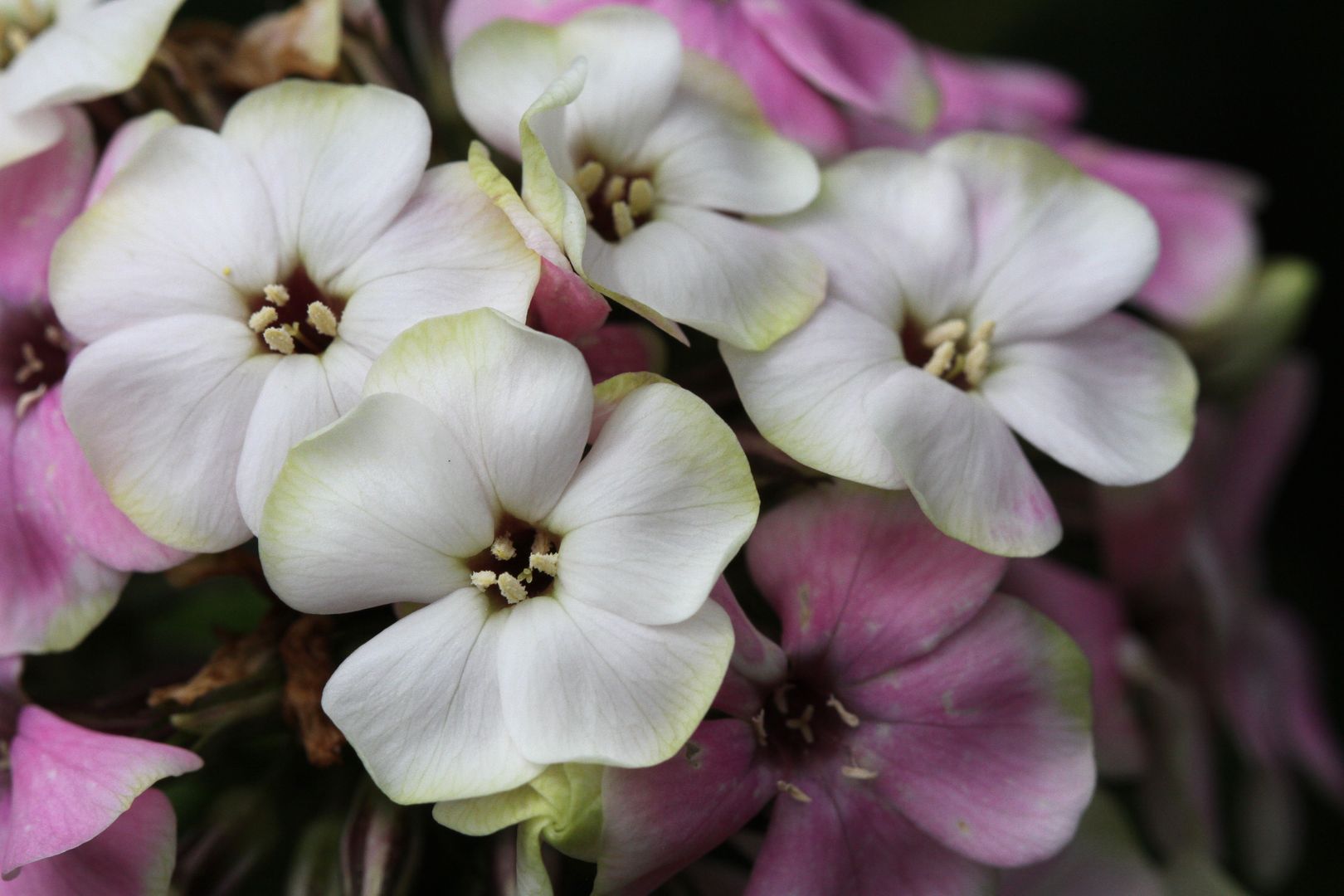 Phlox_paniculata-SHERBET BLEND (3)