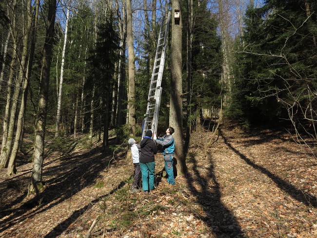 Ptačí budky - Svoboda nad Úpou