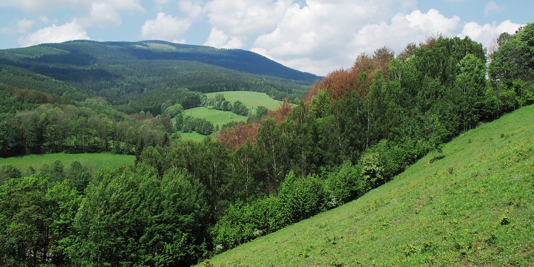 Pomrzlá bučina - Maršov II - červen 2011